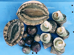 活魚類